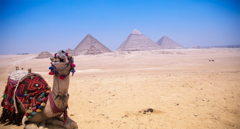 Camel across a desert at the great pyramids of Giza. Clear sky and cool weather